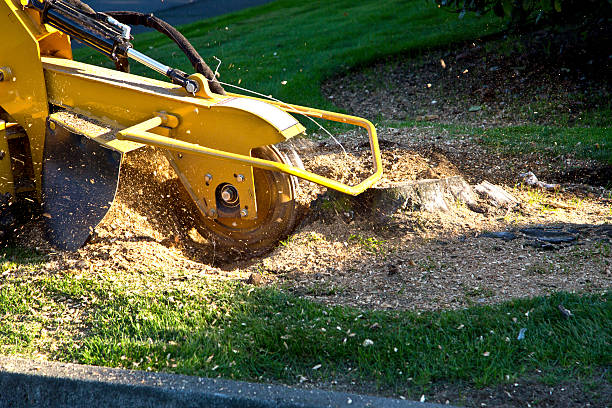 Best Lawn Renovation and Restoration  in Bushnell, FL